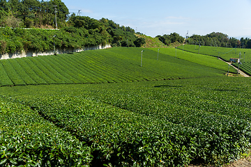 Image showing Fresh green tea plantation