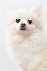 Image showing White pomeranian