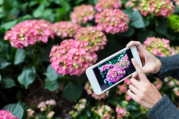 Image showing Woman taking photo on mobile phone with Hydrangea at garden