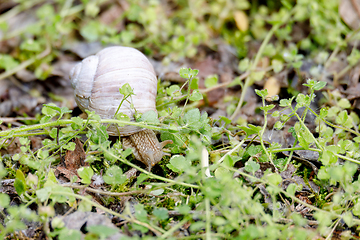 Image showing Garden snail (Helix aspersa)