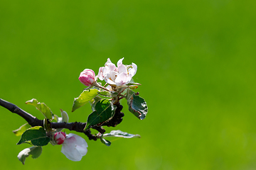 Image showing flowering apple tree in spring