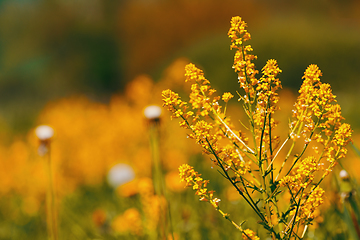 Image showing spring flowers dandelions in meadow, springtime scene