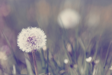Image showing Dandelion, spring abstract color background