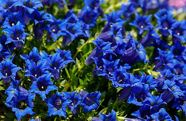 Image showing Trumpet gentiana blue flower in spring garden