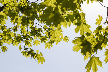 Image showing Maple foliage