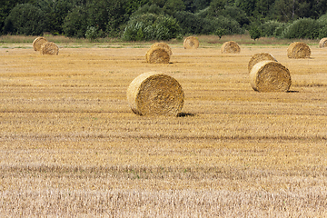 Image showing straw bales