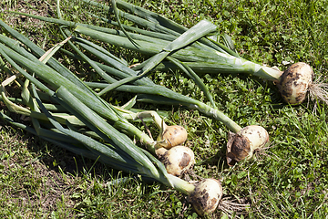 Image showing onion harvested