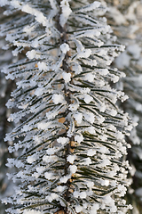 Image showing Trees under frost