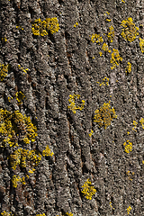 Image showing yellow lichen