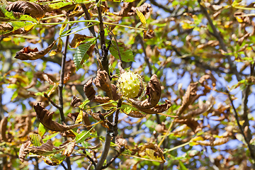 Image showing ripe chestnut