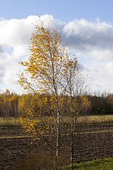 Image showing autumn landscape