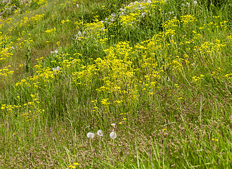 Image showing meadow closeup