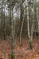 Image showing autumn forest