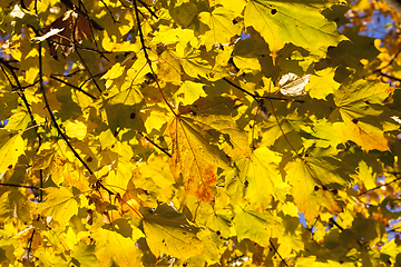 Image showing Autumn in the forest