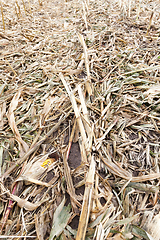 Image showing leaves of corn