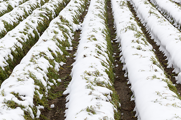 Image showing Agriculture field, carrots