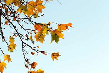 Image showing colorful maple leaves