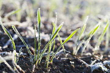 Image showing young sprouts wheat