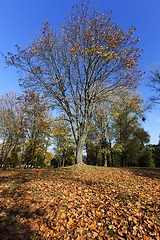 Image showing Maple tree in autumn