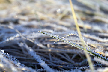 Image showing grass in winter