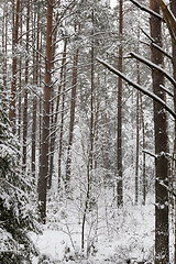 Image showing Pine trunks in winter