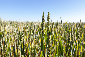 Image showing Field with cereal