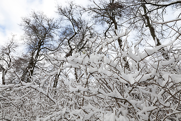 Image showing Winter park