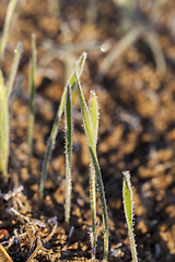 Image showing grass in winter