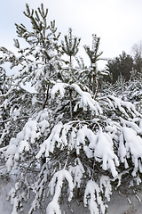 Image showing Forest in winter