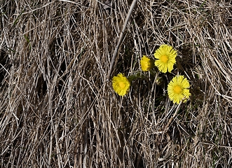 Image showing flowering of the first flowers coltsfoot in the spring