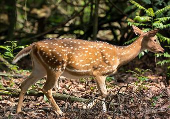 Image showing spotted or sika deer in the jungle