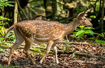 Image showing spotted or sika deer in the jungle
