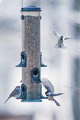 Image showing birds feeding and playing at the feeder