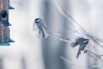 Image showing birds feeding and playing at the feeder