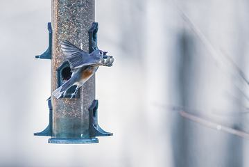 Image showing birds feeding and playing at the feeder