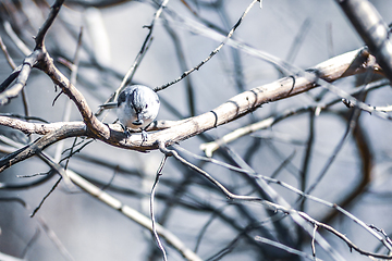 Image showing Marsh Tit chickadee resting on a tree branch