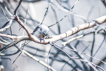 Image showing Marsh Tit chickadee resting on a tree branch