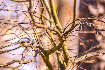 Image showing Marsh Tit chickadee resting on a tree branch