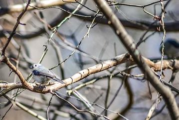 Image showing Marsh Tit chickadee resting on a tree branch