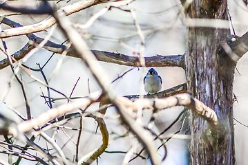 Image showing Marsh Tit chickadee resting on a tree branch