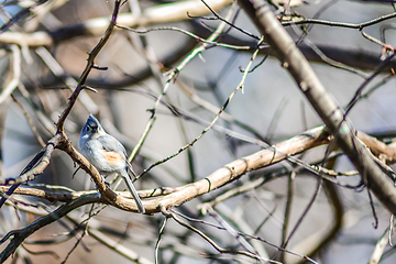 Image showing Marsh Tit chickadee resting on a tree branch