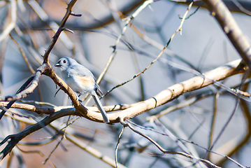 Image showing Marsh Tit chickadee resting on a tree branch