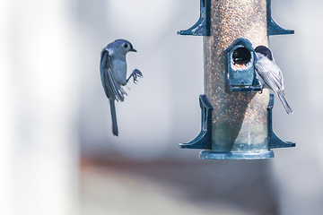 Image showing birds feeding and playing at the feeder