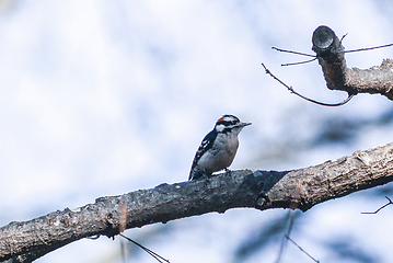 Image showing A male downy woodpecker perched on a tree trunk.