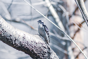 Image showing A male downy woodpecker perched on a tree trunk.