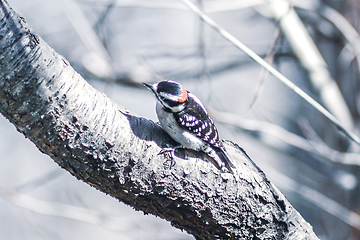 Image showing A male downy woodpecker perched on a tree trunk.