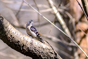 Image showing A male downy woodpecker perched on a tree trunk.