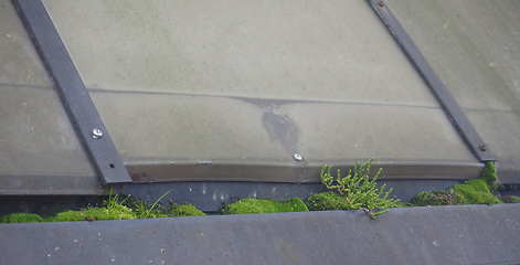 Image showing Moss on a bus stop