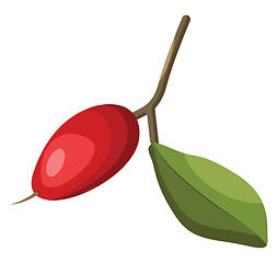 Image showing Cartoon of a red miraclefruit with green leaf on a branch vector