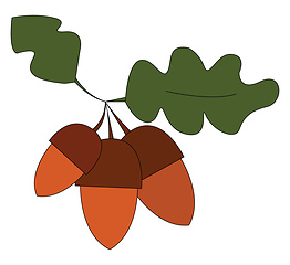 Image showing Three brown acorn vector illustration on white acorn